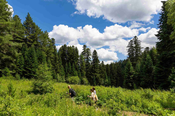 Тропа «Пихтовая». Северный склон.